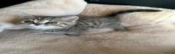 Exotic Shorthair gatti in vendita: Cuccioli exotic shorthair  - Annuncio 2
