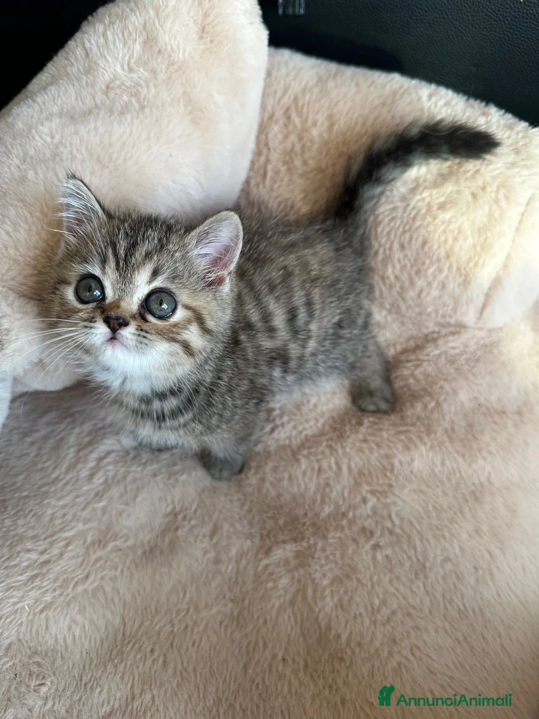 Exotic Shorthair gatti in vendita: Cuccioli exotic shorthair  - Annuncio 2