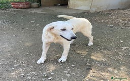 Meticcio cani in regalo: LA DOLCISSIMA ZULY - Annuncio 4