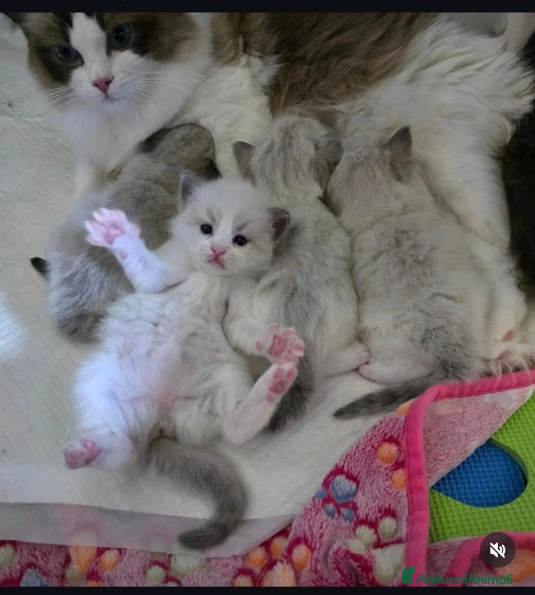Ragdoll gatti in vendita: Cuccioli ragdoll - Annuncio 2