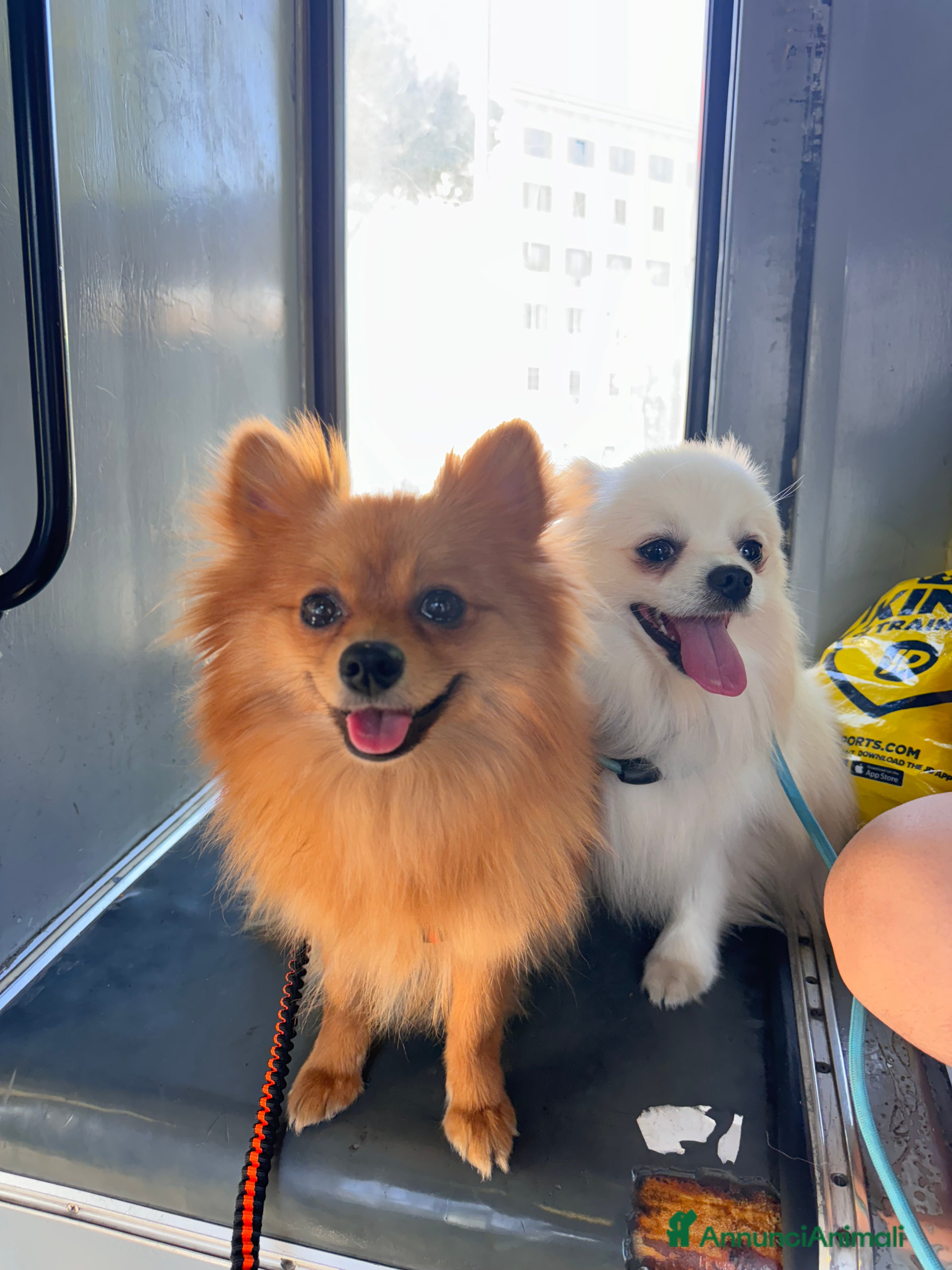 Volpino Pomerania cani Cuccioli volpino - Annuncio 3