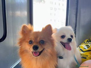 Volpino Pomerania cani Cuccioli volpino - Annuncio 1