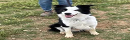 Border Collie cani in regalo: YAGO border collie 4 anni cerca casa. in adozione - Annuncio 4