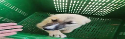Meticcio cani in regalo: 3 pastorini sui 3mesi recuperati SOS CAGLIARI  - Annuncio 10