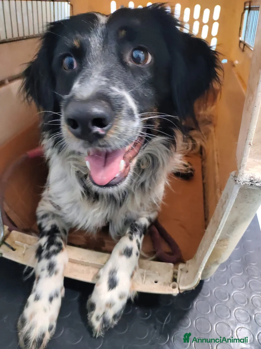 Meticcio cani in regalo: Adozione simil setterina Betty  - Annuncio 1