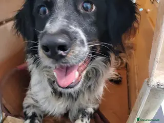 Meticcio cani Adozione simil setterina Betty - Annuncio 3