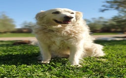 Pastore Maremmano cani in regalo: BIANCA una meraviglia soffice e bianca a Pomezia - Immagine 6