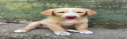 Meticcio cani in regalo: Milo cerca casa 🏡 - Annuncio 15