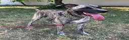 Meticcio cani in regalo: VITO CERCA CASA - Annuncio 7