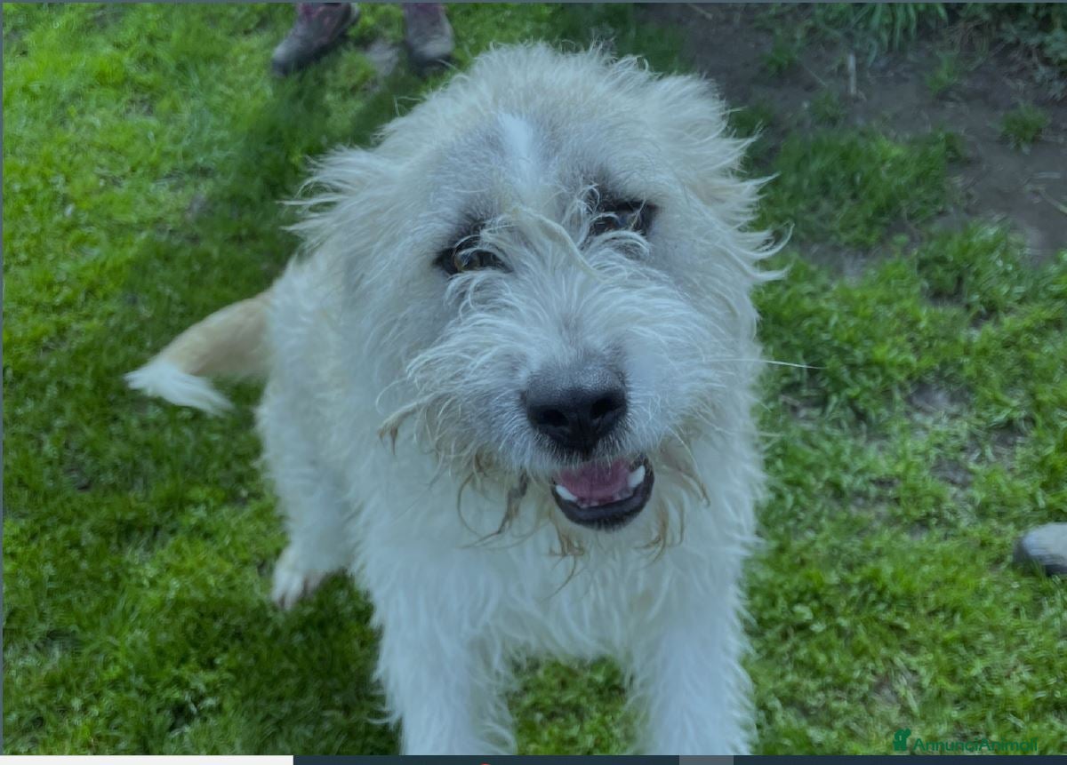 Spinone cani Grullo, cane spinoncino bianco Maschio a Provincia di Latina - Annuncio 1