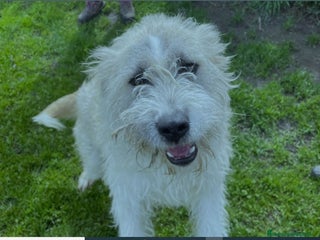 Spinone cani Grullo, cane spinoncino bianco Maschio a Provincia di Latina - Annuncio 1