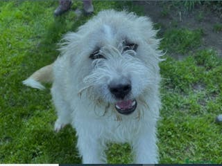 Spinone cani Grullo, cane spinoncino bianco Maschio a Provincia di Latina - Annuncio 4