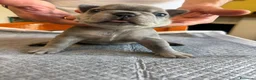 Bulldog Francese cani in vendita: bulldog francese  - Annuncio 37