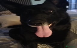 Pastore Tedesco cani in regalo: DIAGO CERCA CASA a Provincia di Lecco - Immagine 10