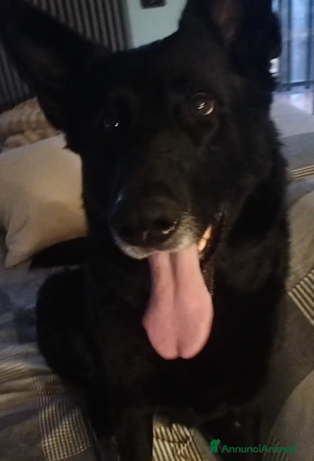 Pastore Tedesco cani in regalo: DIAGO CERCA CASA a Provincia di Lecco - Immagine 10