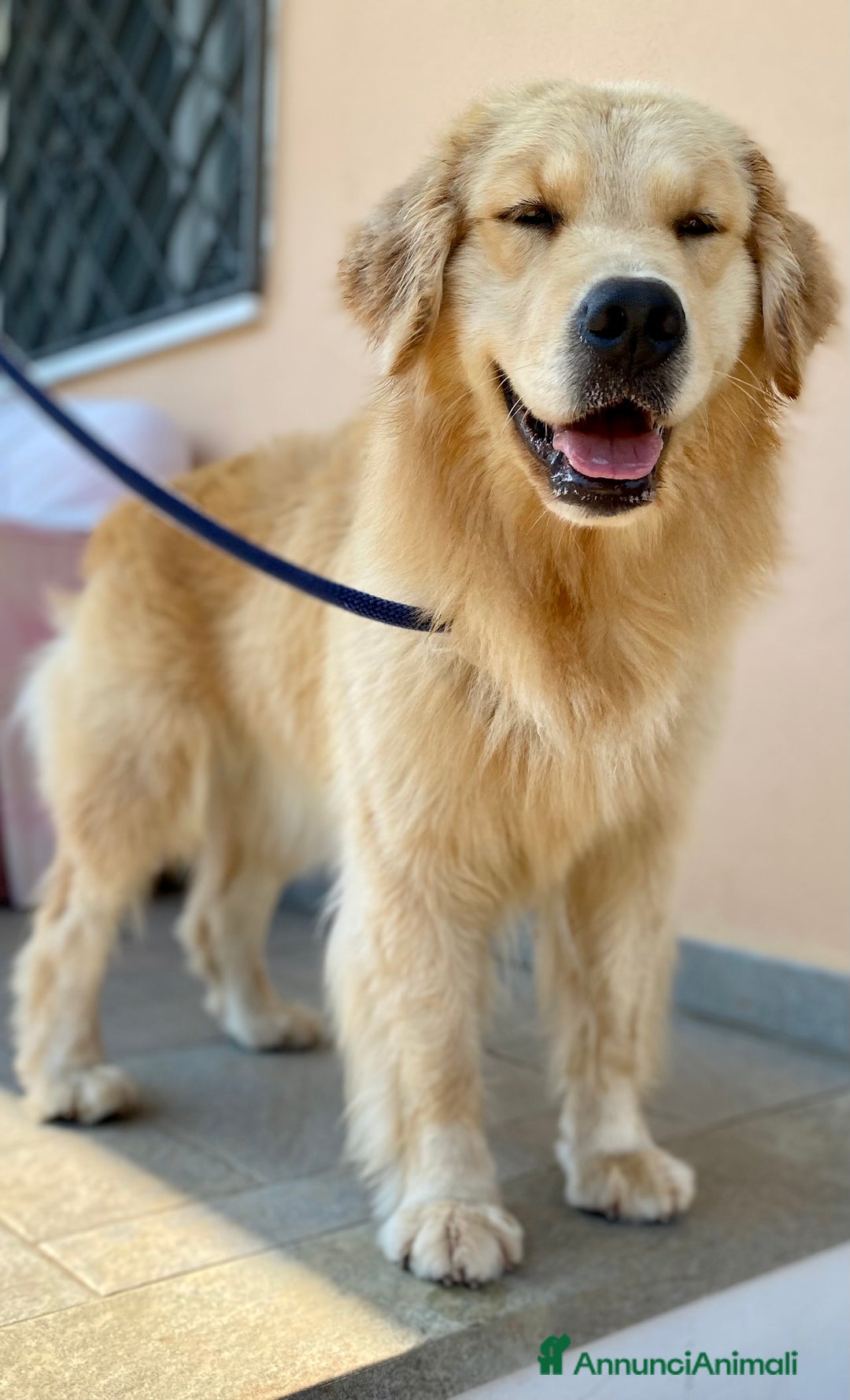 Golden Retriever cani in vendita: cuccioli golden americano 100% - Annuncio 3