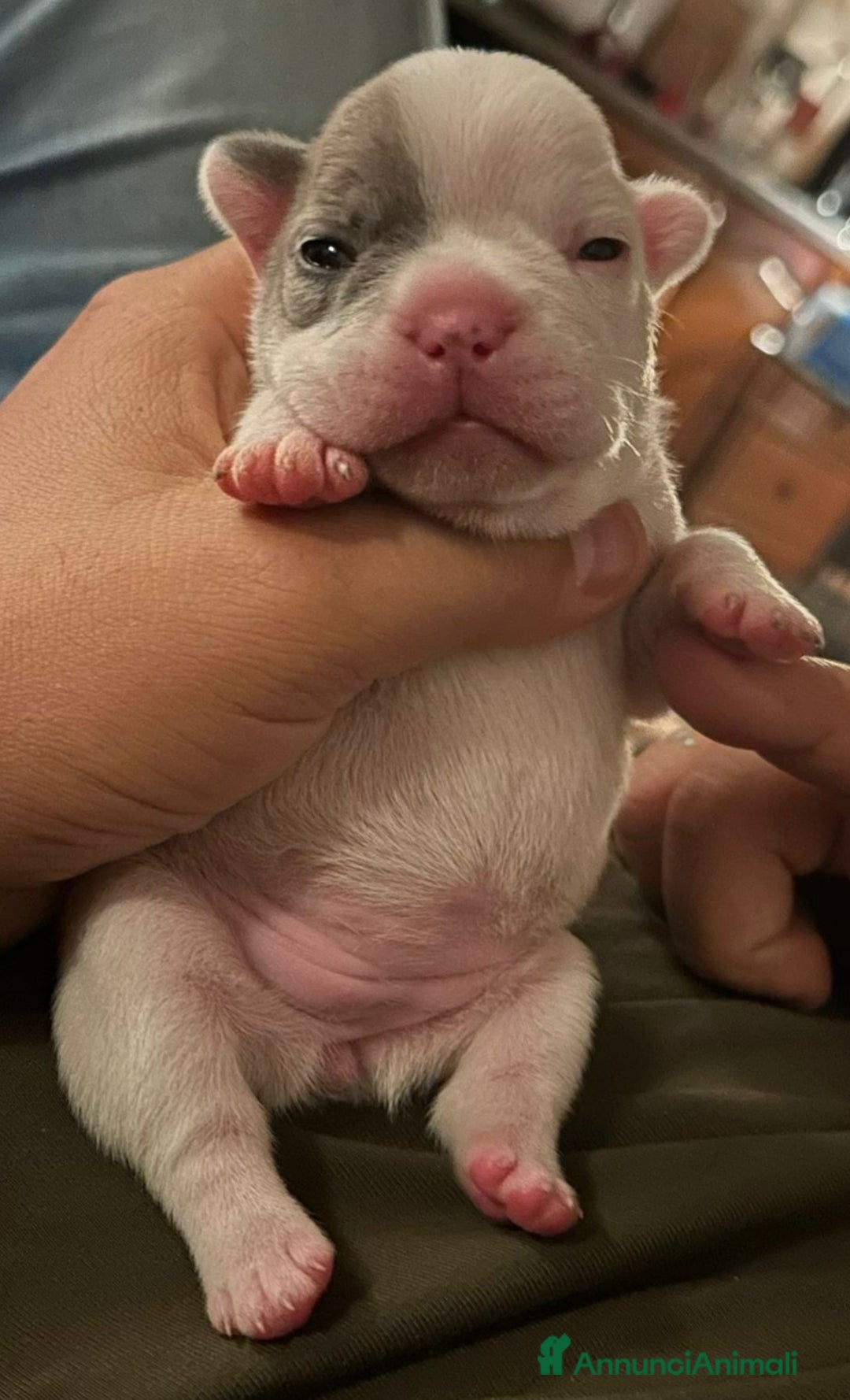 Bulldog Francese cani in vendita: Splendida Cucciolata Bulldog Francesi - Annuncio 6