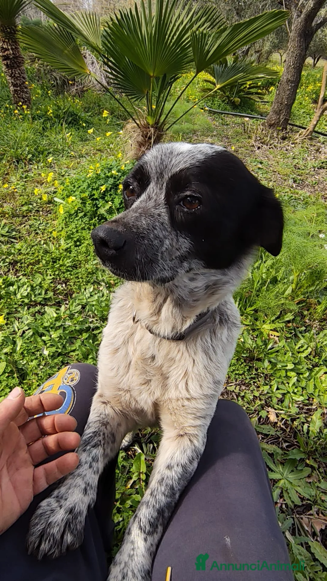 Meticcio cani in regalo: BETTY TAGLIA PICCOLA  - Annuncio 2