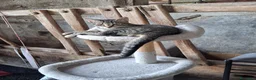 Europeo gatti in regalo: Cucciolotti di gatto  - Annuncio 6