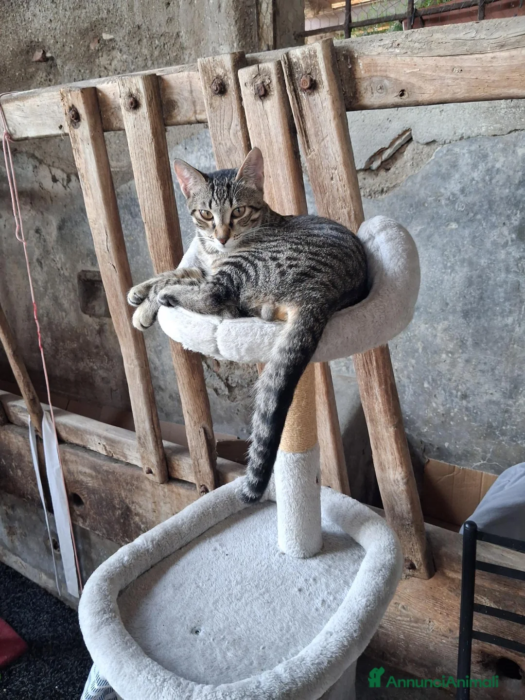 Europeo gatti in regalo: Cucciolotti di gatto  - Annuncio 6