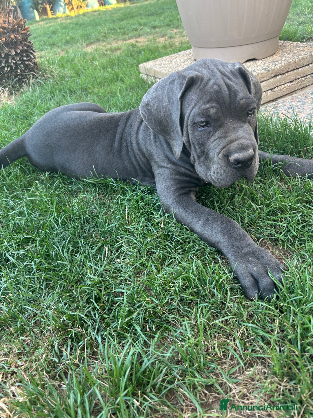Cane Corso cani in vendita: Bellissimo cucciolo grigio di cane corso  a Provincia di Verona - Immagine 5