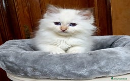 Sacro di Birmania gatti in vendita: Gattini Sacro di Birmania  - Immagine 9