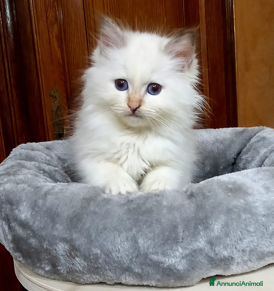 Sacro di Birmania gatti in vendita: Gattini Sacro di Birmania  - Annuncio 9