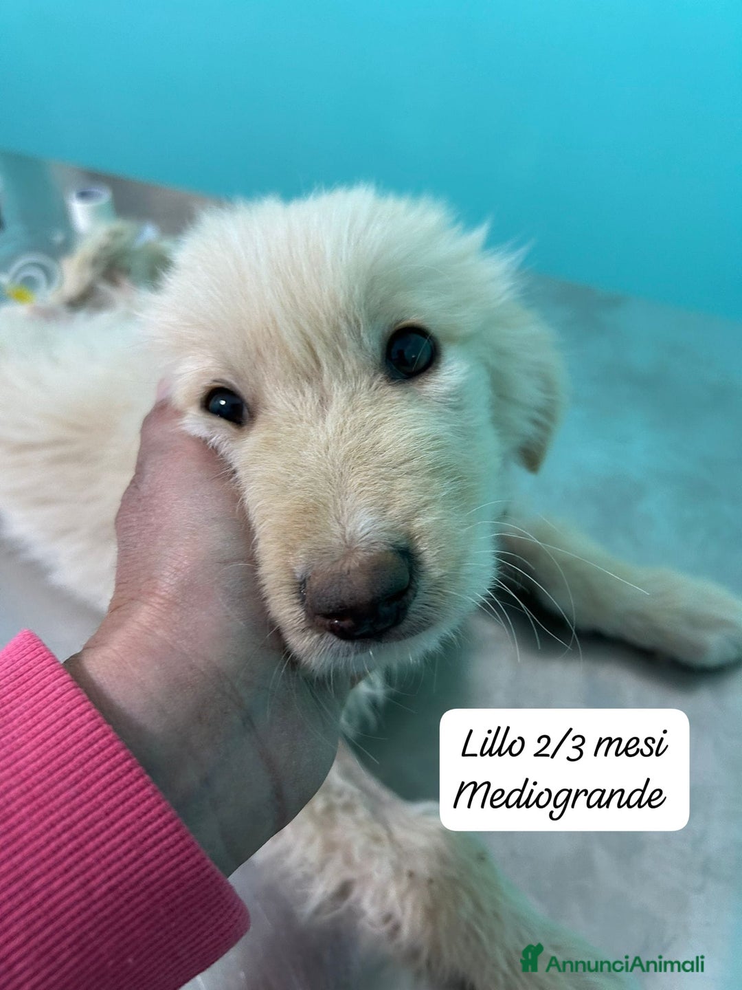 Meticcio cani in regalo: Cuccioli, non hanno chiesto di nascere  - Annuncio 1