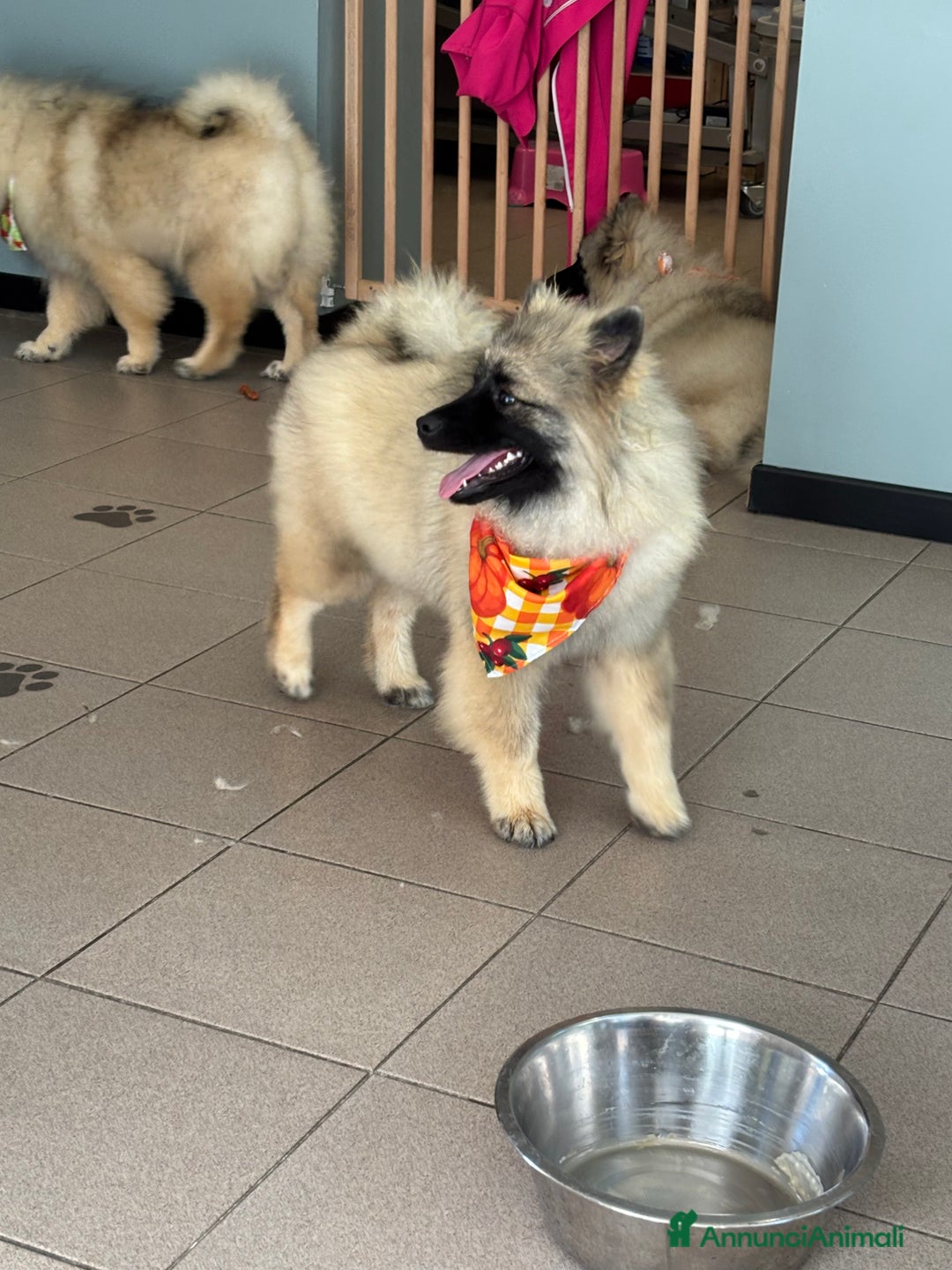 Wolfspitz cani in vendita: Cuccioli Wolfspitz/Keeshond a Provincia di Como - Immagine 2