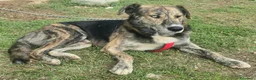 Meticcio cani in regalo: Corsaro 2 anni Taglia media grande  - Annuncio 5