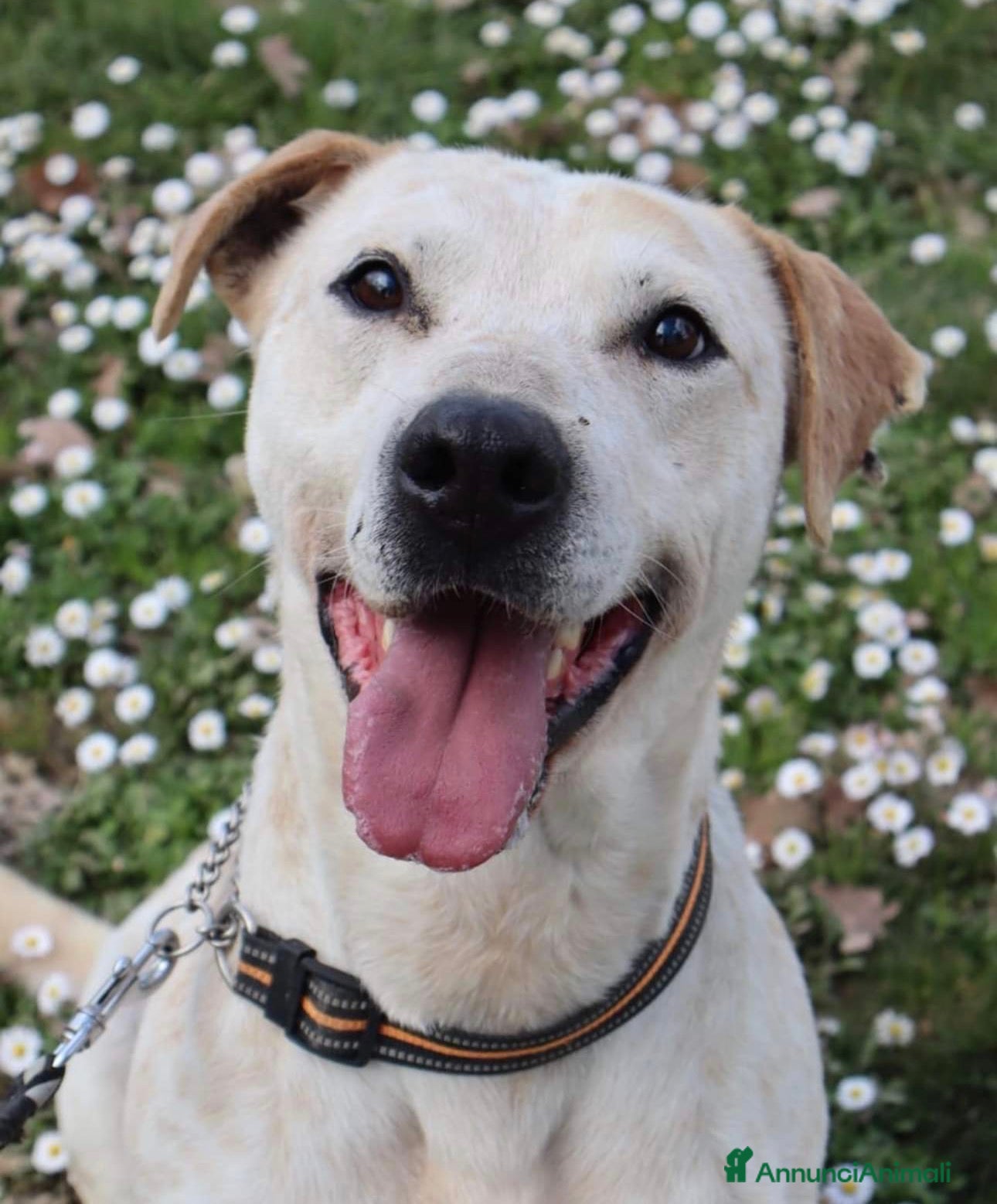 Altre razze cani Cucciolone cerca famiglia - Annuncio 1