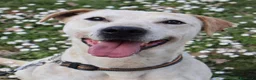 Altre razze cani in regalo: Cucciolone cerca famiglia a Provincia di Ancona - Annuncio 1
