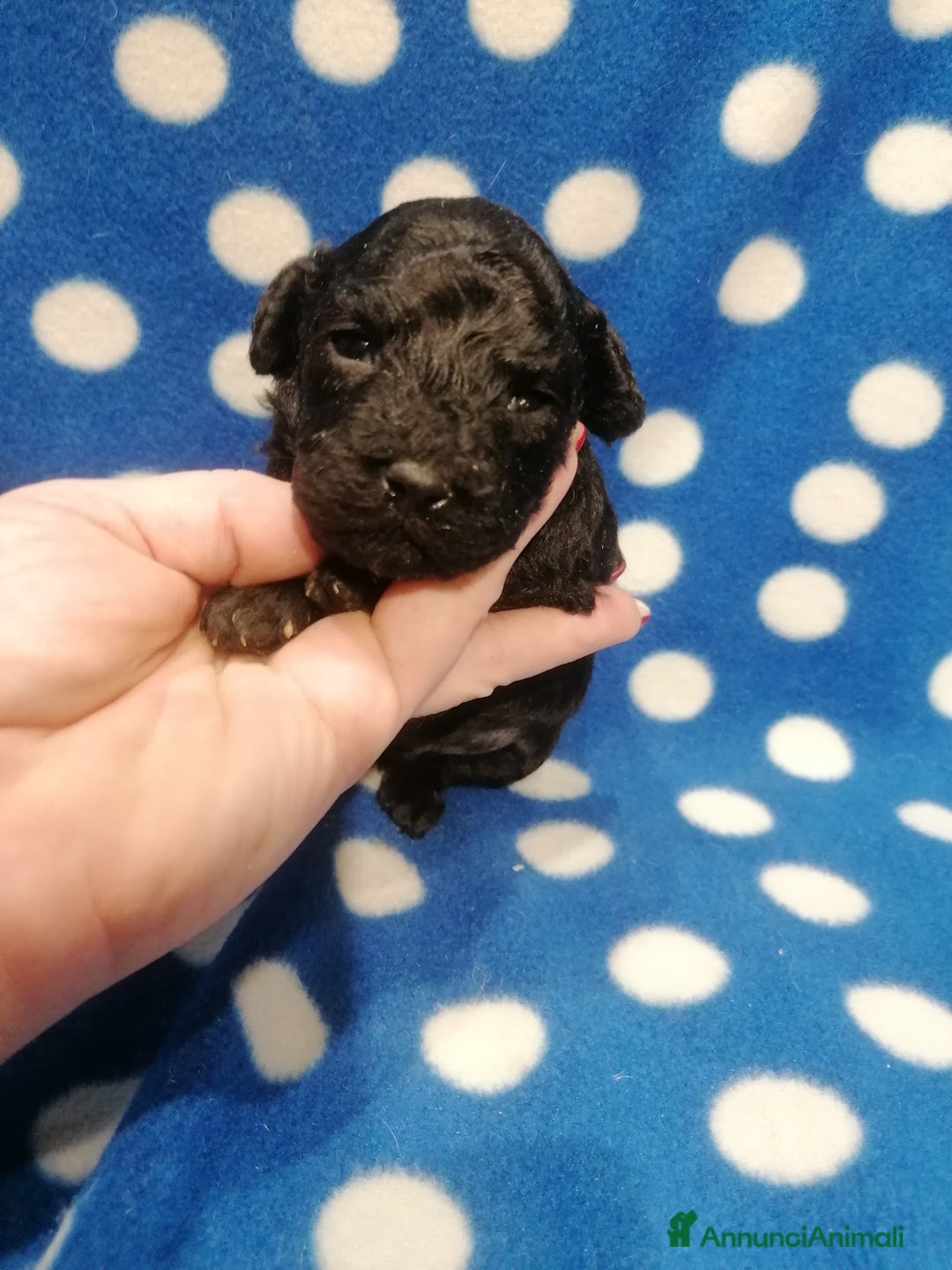 Barboncino cani in vendita: Barboncini Nani cuccioli - Annuncio 2