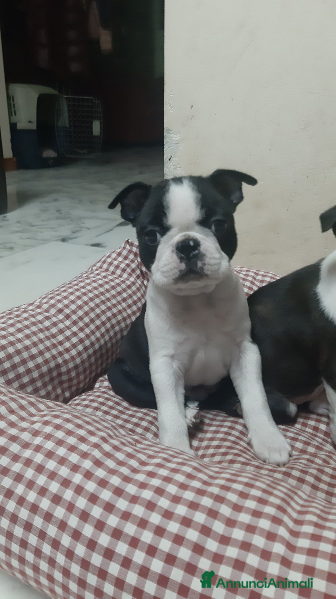 Boston Terrier cani in vendita: Cucciolo di Boston terrier con pedigree ENCI/FCI  - Annuncio 8