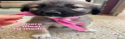Meticcio cani in regalo: Teneri cuccioli in cerca di casa a Provincia di Modena - Annuncio 3