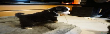 Australian Shepherd Cucciolo 6
