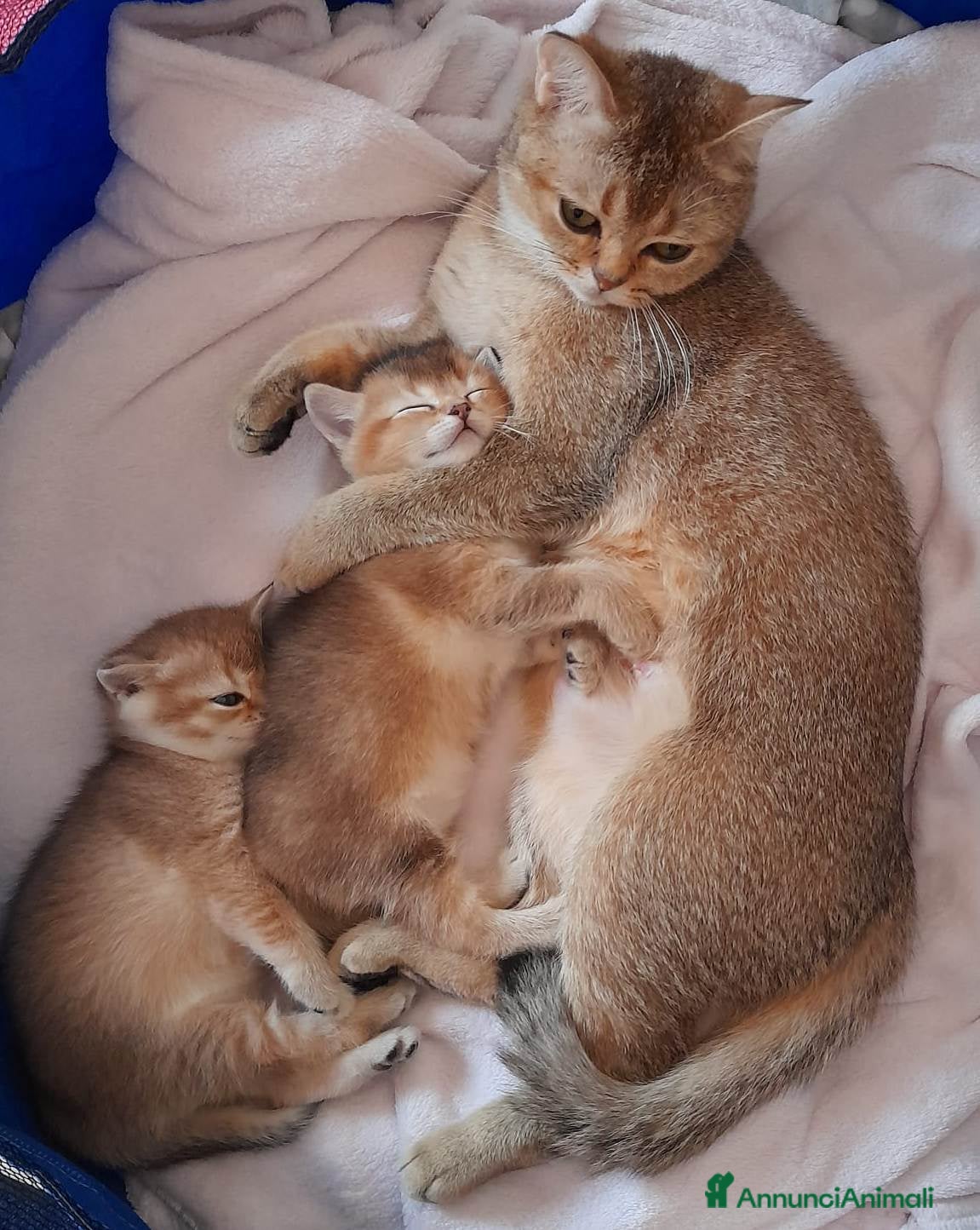 Scottish gatti Gattini Scottish Straight - Maschio e Femmina - Annuncio 8