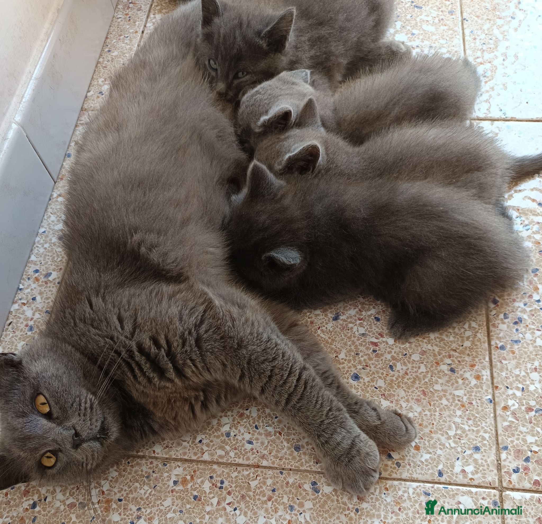British gatti Adorabili gattini British shortair  - Annuncio 16