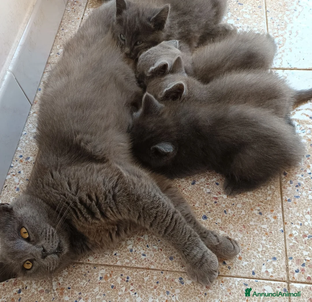 British gatti in vendita: Adorabili gattini British shortair  - Annuncio 1