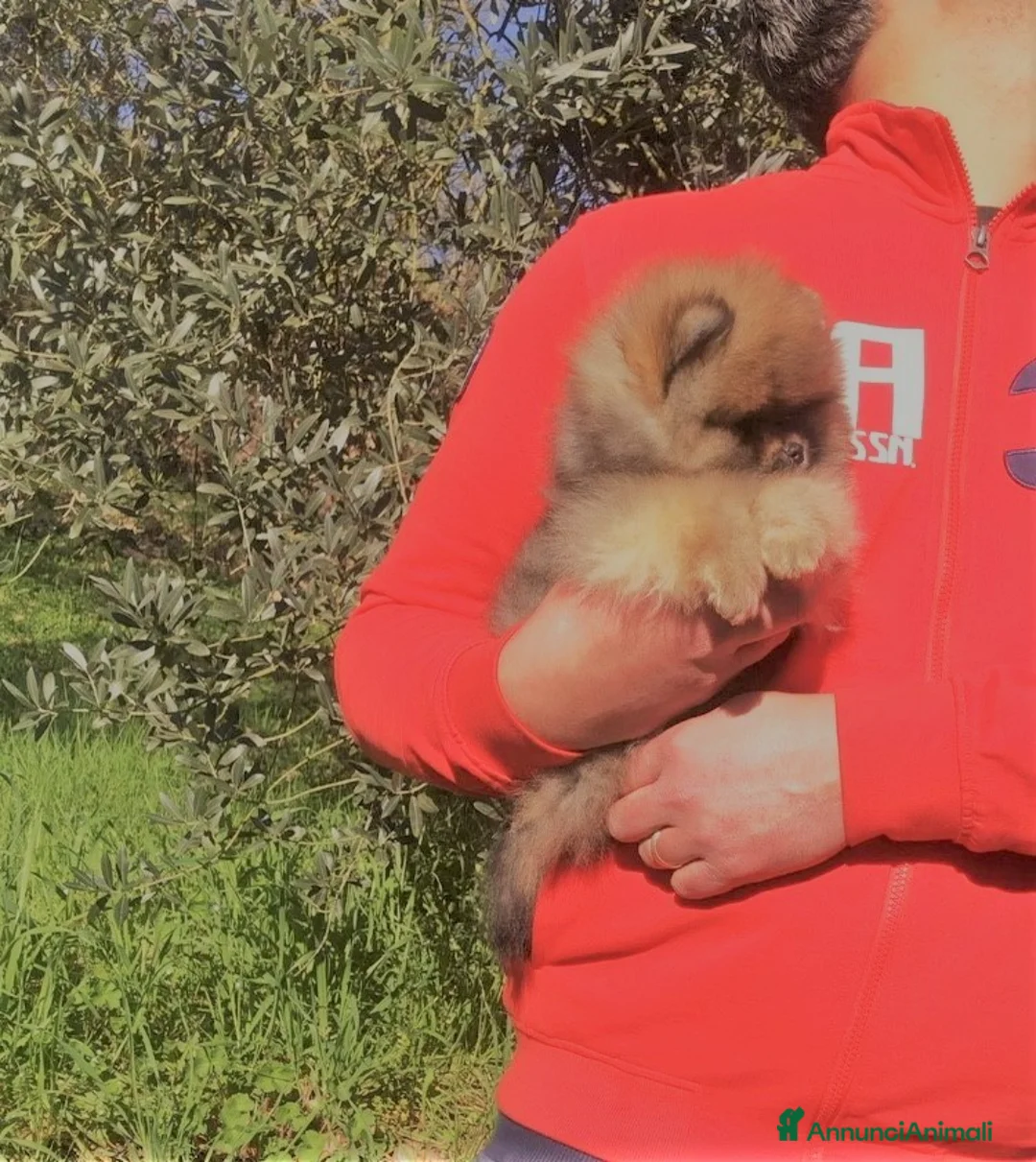 Volpino Pomerania cani in vendita: Bellissimo Pomerania Orange sable selezionato a Città metropolitana di Roma Capitale - Annuncio 3