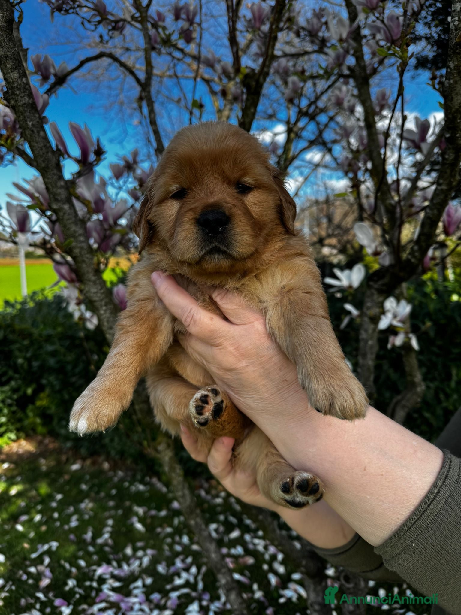 Golden Retriever cani Golden Retriever cuccioli americani 90% - Annuncio 3