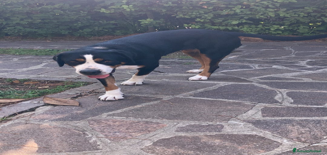 Immagine della galleria {{count}}