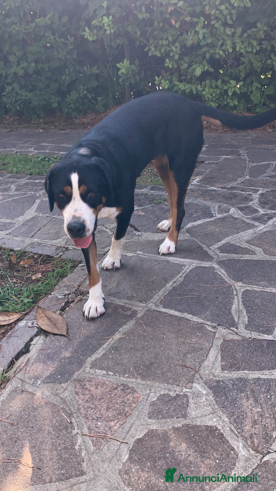 Immagine della galleria {{count}}