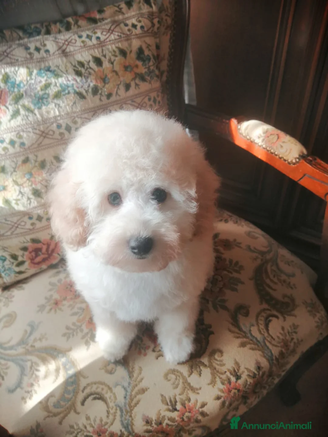 Barboncino Toy cani in vendita: Barboncini Toy Bianco Maschio Cucciolo - Annuncio 3