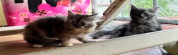 Maine Coon gatti in vendita: MAINE COON BLACK SOLID pedigree aperto, in 3 rate  - Annuncio 7