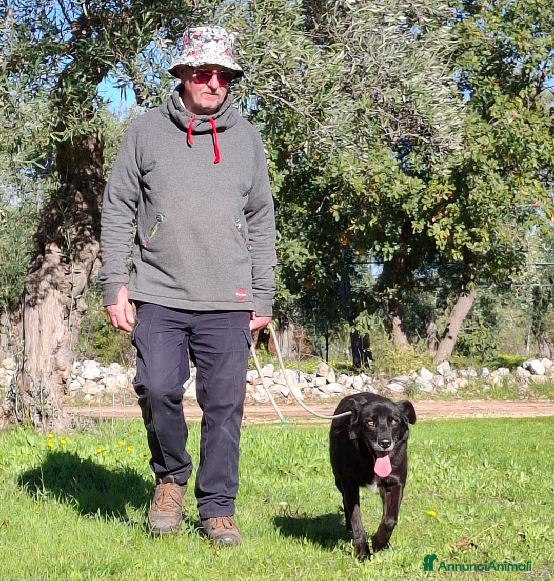 Meticcio cani in regalo: Crik&Crok Cerca Famiglia. Info Monica 3890238584 - Annuncio 13