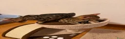 Bengala gatti in vendita: CUCCIOLI BENGALA - Annuncio 5