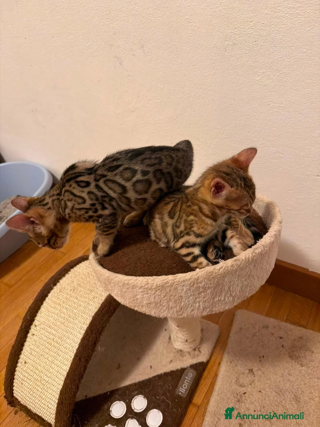 Bengala gatti in vendita: CUCCIOLI BENGALA - Annuncio 5