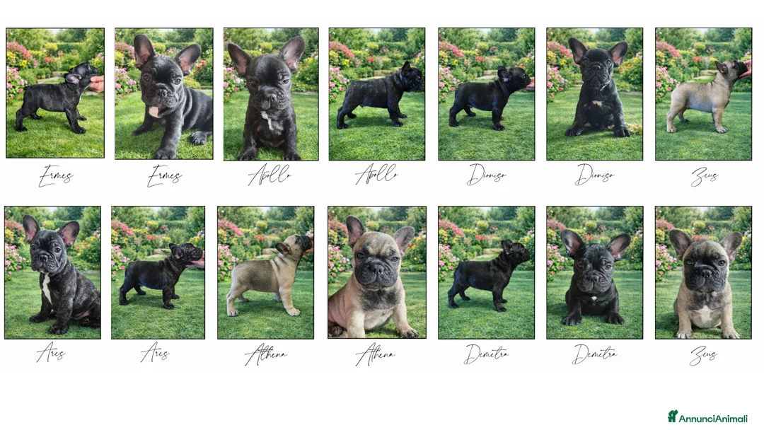 Bulldog Francese cani in vendita: Cuccioli di Bouledogue / Bulldog Francese - Annuncio 2