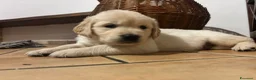 Golden Retriever cani in vendita: CUCCIOLI GOLDEN RETRIVER  - Annuncio 8